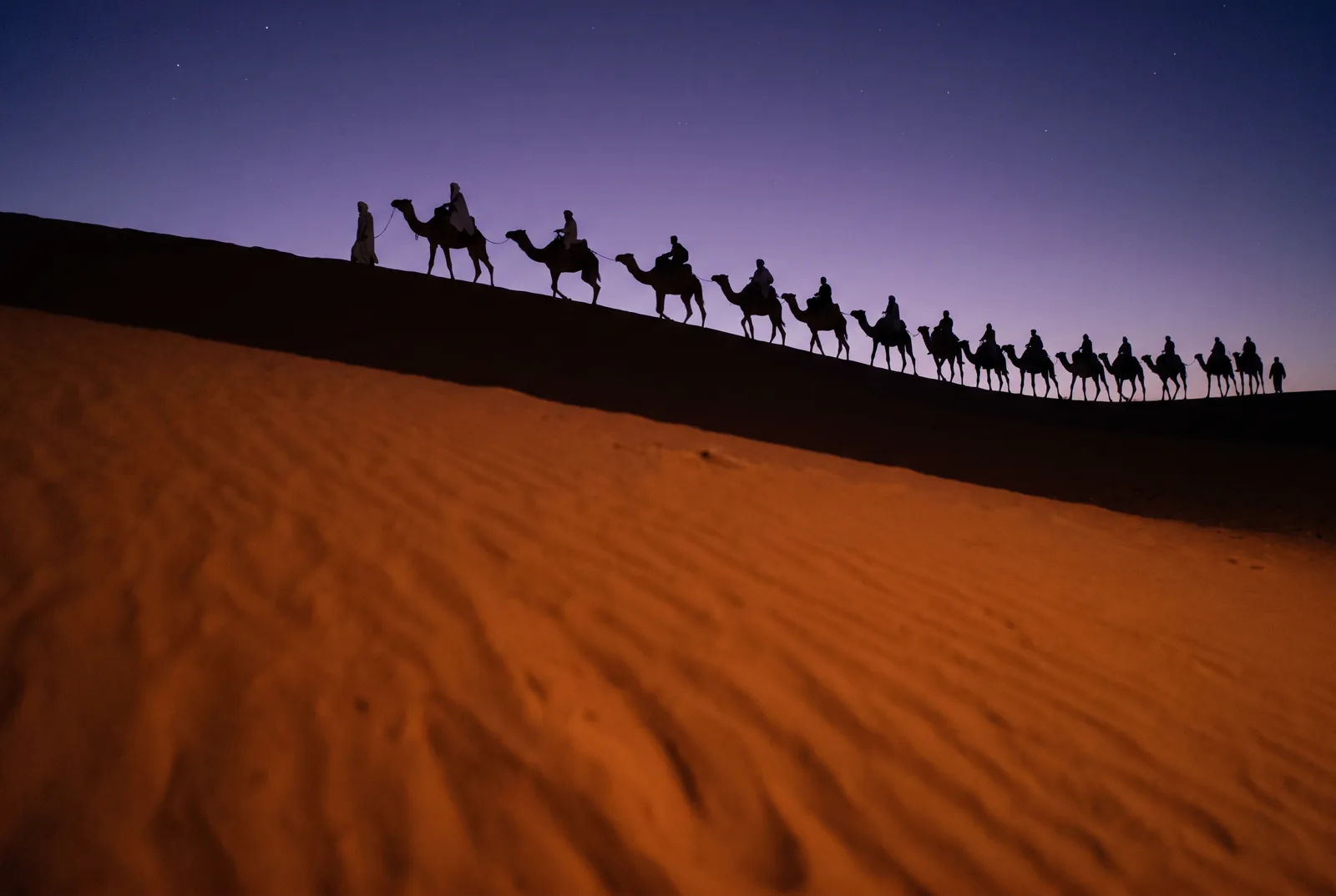 Caravane de dromadaires sur les dunes de Merzouga à l'heure bleue