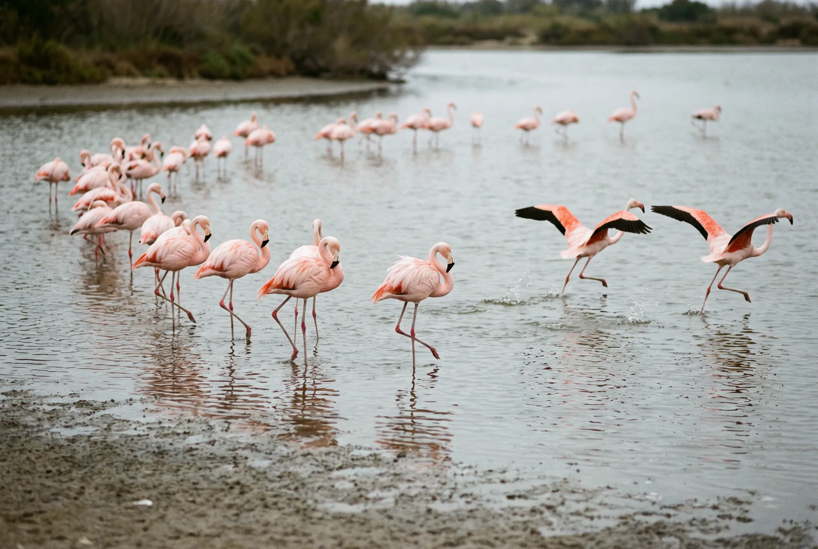 Flamants roses dans l'estuaire du parc national de Souss-Massa